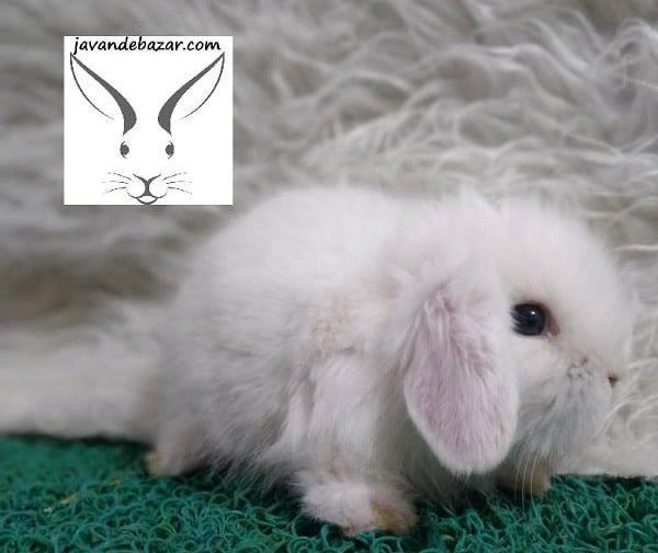 عکس های خرگوش مینی لوپ