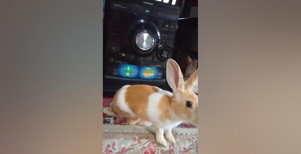 عکس خرگوش سفید مرده