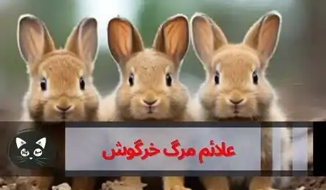 عکس خرگوش سفید مرده