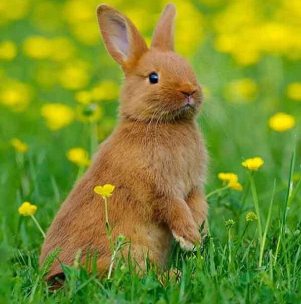 عکس خرگوش سفید مرده