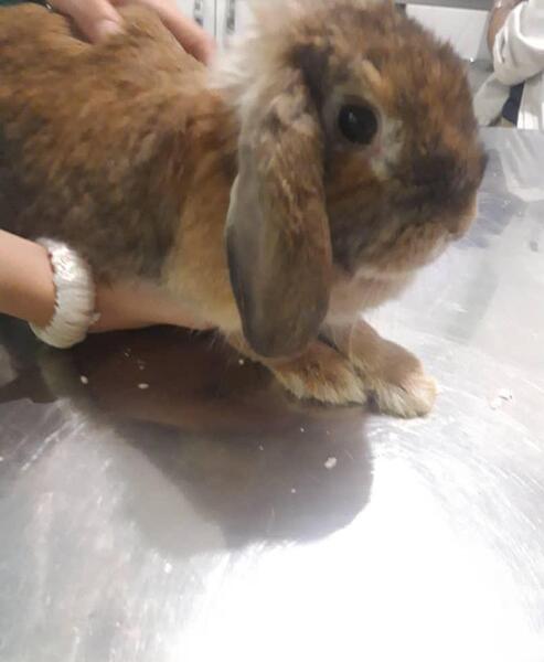 عکس بچه خرگوش مرده