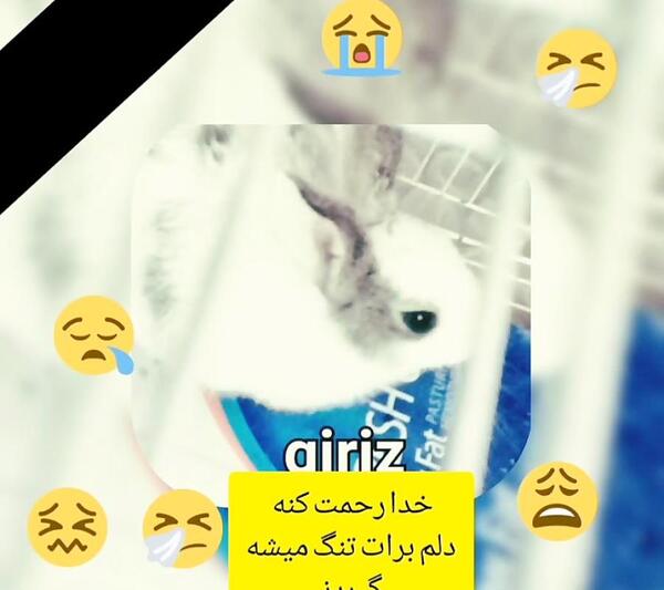 عکس بچه خرگوش مرده