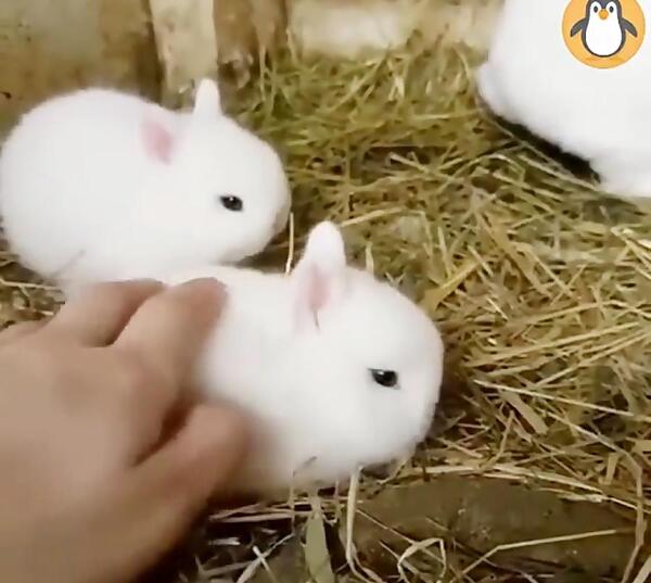 عکس خرگوش که مرده