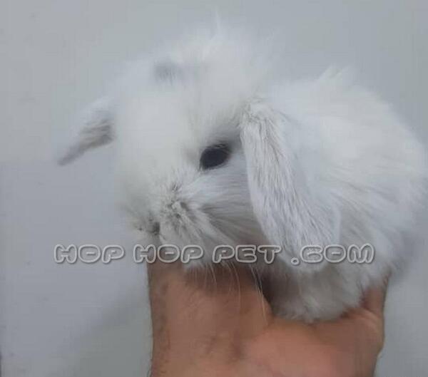 عکس های خرگوش مرده