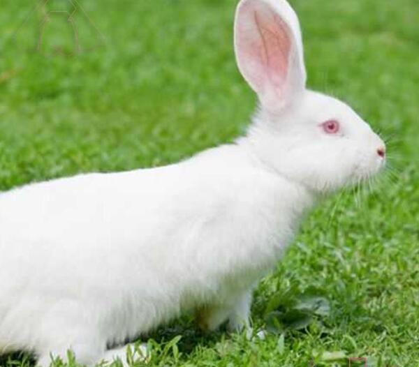 عکس های خرگوش مرده