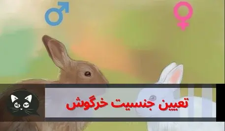 عکس خرگوش ماده و نر