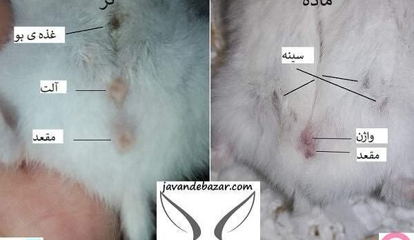 عکس خرگوش ماده و نر