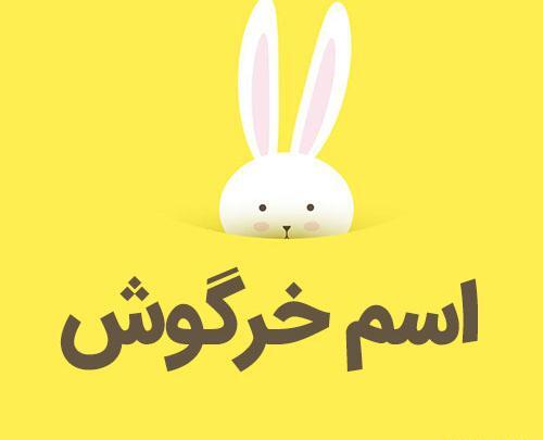 عکس از خرگوش ماده