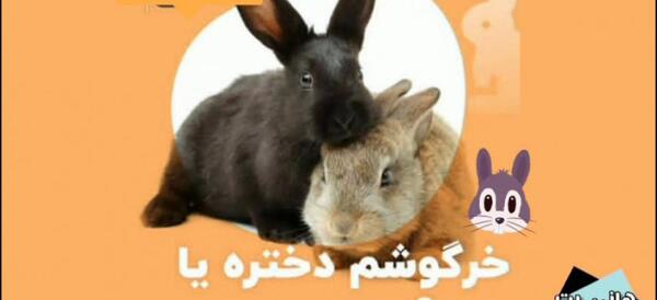 زایمان عکس خرگوش نر