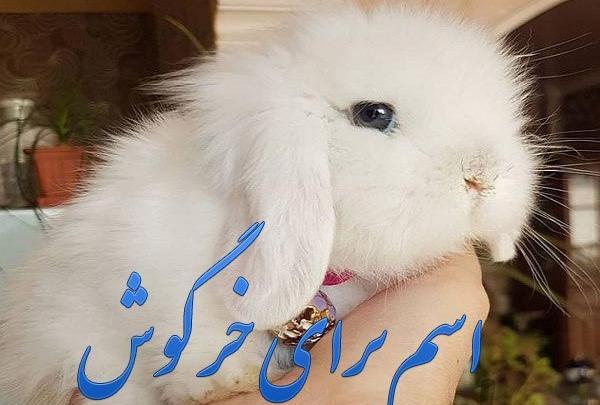 عکس خرگوش کوچولوی ناز
