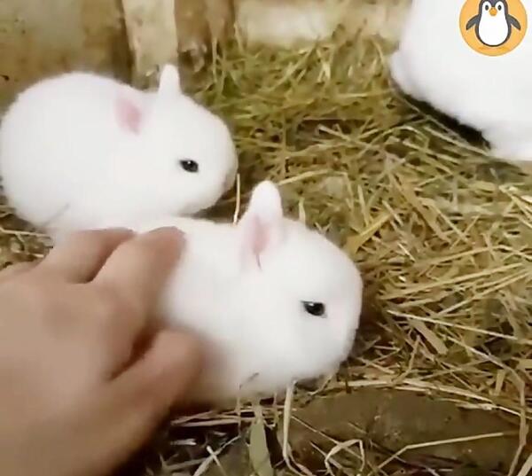 عکس بچه خرگوش نوزاد