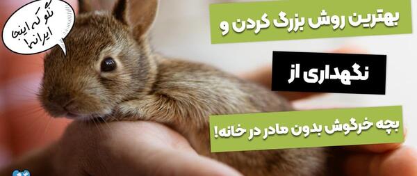 عکس های خرگوش نوزاد