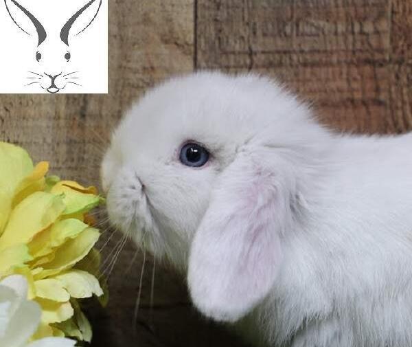 عکس های خرگوش نوزاد
