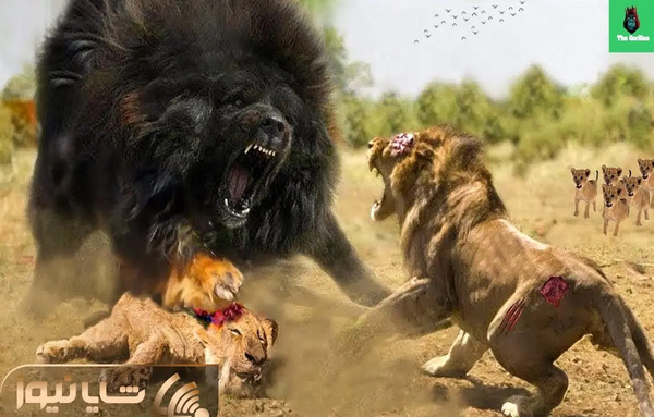 عکس وحشی ترین خرگوش جهان