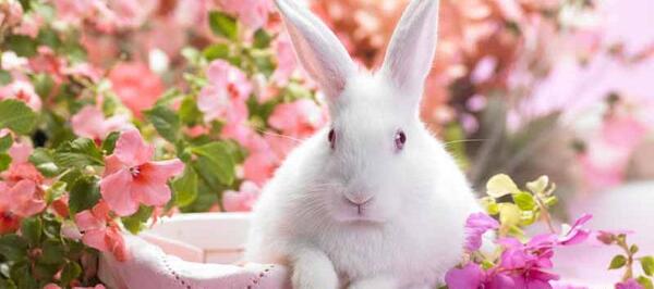 عکس خرگوش واقعی بنفش