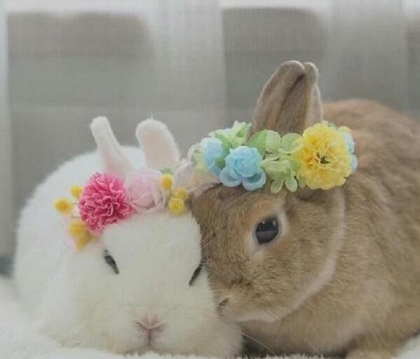 عکس خرگوش گربه ای