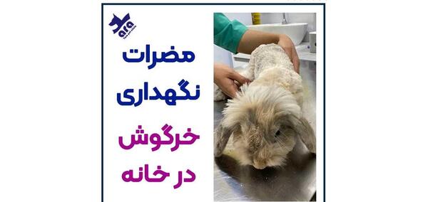 عکس خرگوش گربه ای