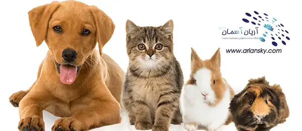 عکس گربه و خرگوش کنار هم