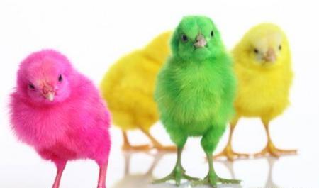 عکس خرگوش و جوجه رنگی