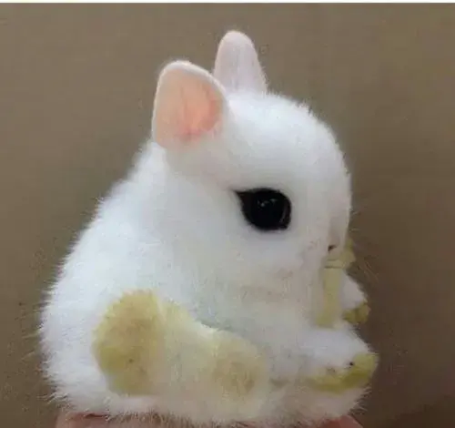 عکس خرگوش و جوجه رنگی