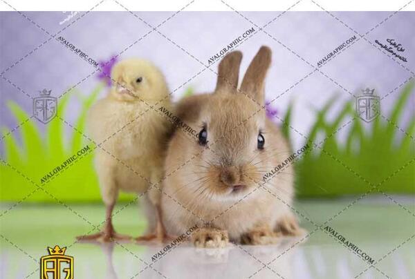 عکس خرگوش و جوجه رنگی