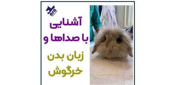 عکس خرگوش جوجه