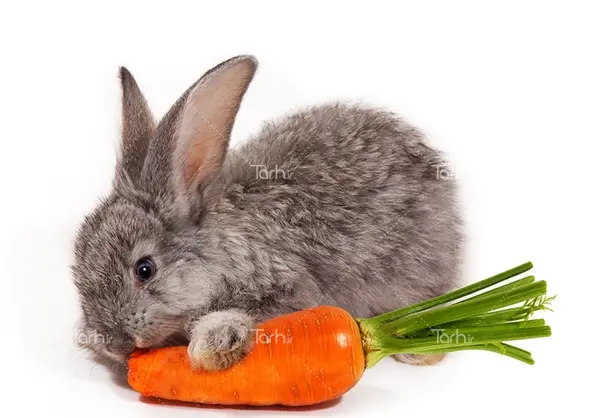 عکس خرگوش جوجه ای