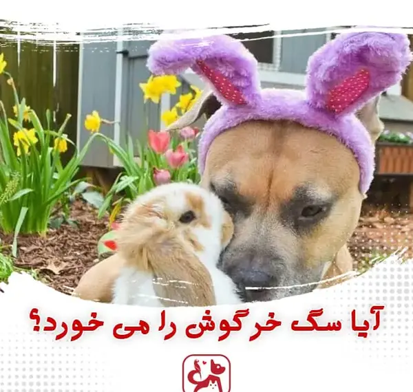 عکس خرگوش سگ