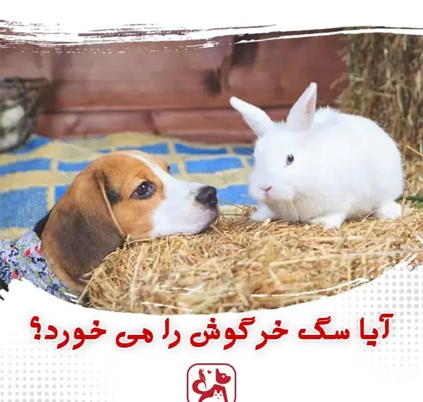 عکس خرگوش سگ