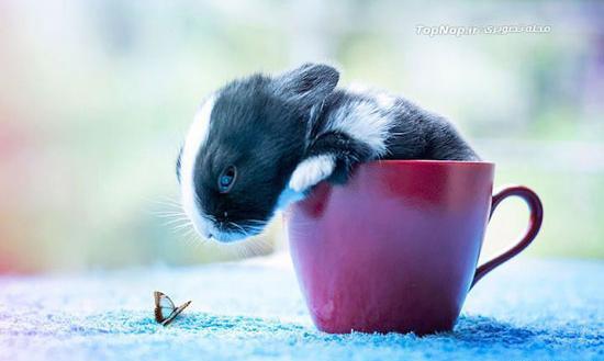 عکس های بچه خرگوش ناز