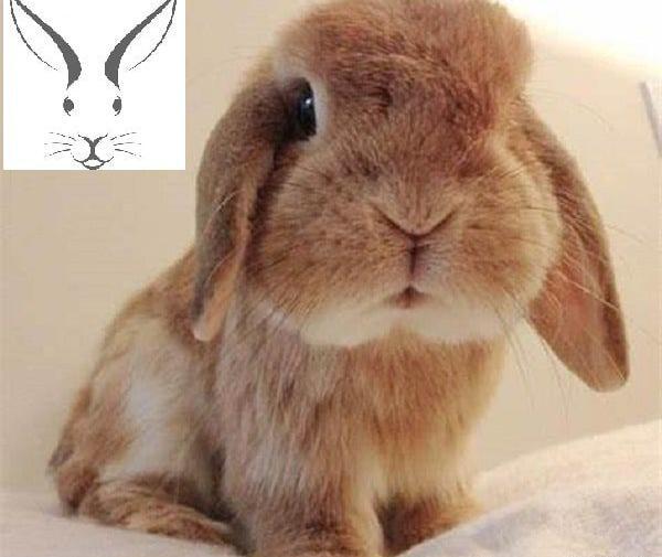 عکس بزرگترین خرگوش های جهان