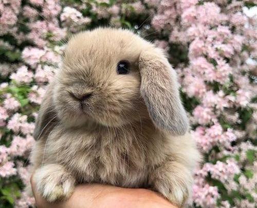 عکس های بزرگترین خرگوش جهان