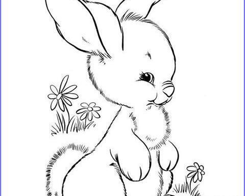 عکس یک خرگوش برای نقاشی