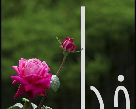 عکس اسم خدا روی گل