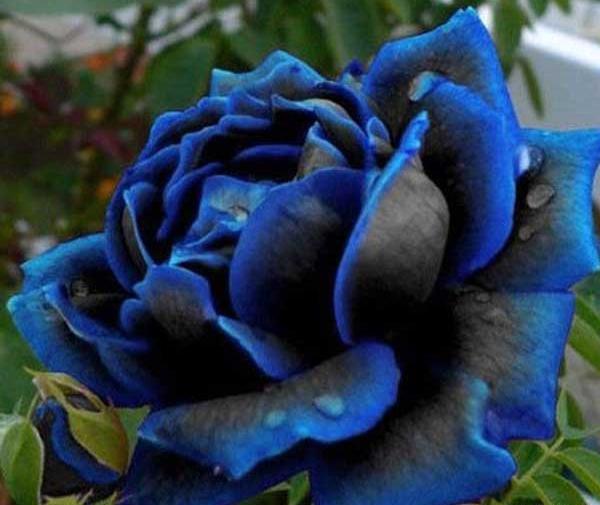 عکس گل خدا برای پروفایل