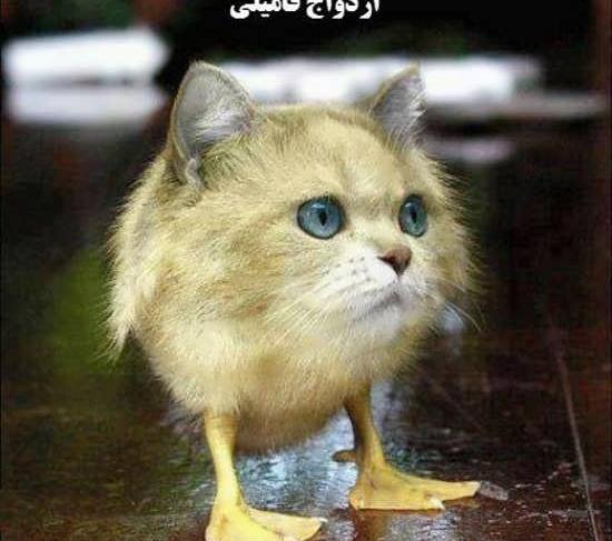 عکس خنده دار بدون متن برای استوری