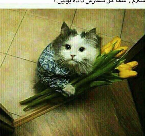 عکس جوک خنده دار برای وضعیت واتساپ
