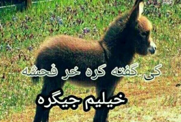 عکس سگ خنده دار زشت