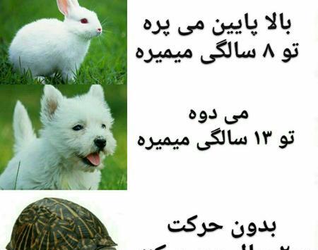 عکس های سگ خنده دار