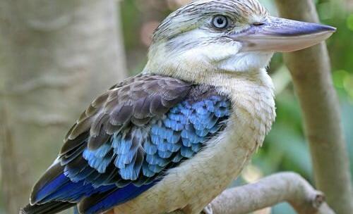 عکس خنده شیطانی برای ادیت