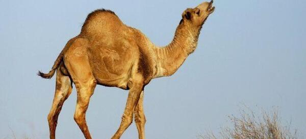 عکس های شتر خنده دار
