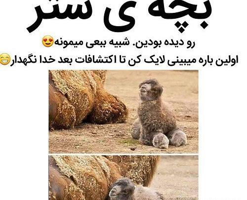 عکس های شتر خنده دار