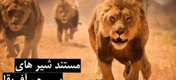 دانلود عکس شیر خنده دار