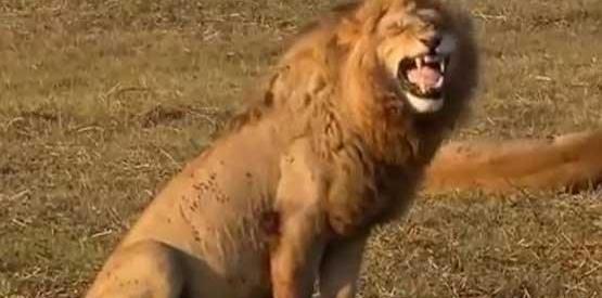 دانلود عکس شیر خنده دار