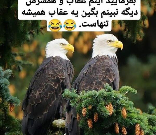 عکس خنده دار از عقاب