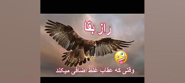 عکس خنده دار از عقاب