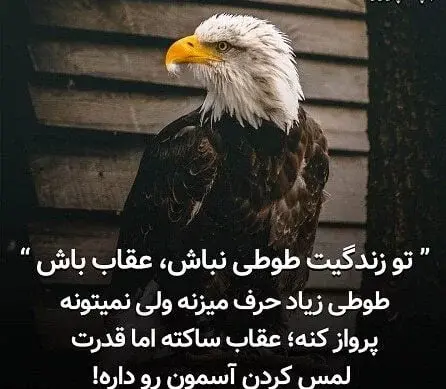 عکس خنده دار از عقاب