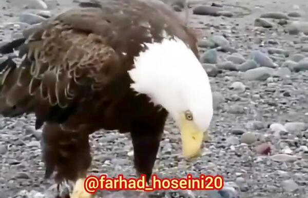 عکس خنده دار از عقاب