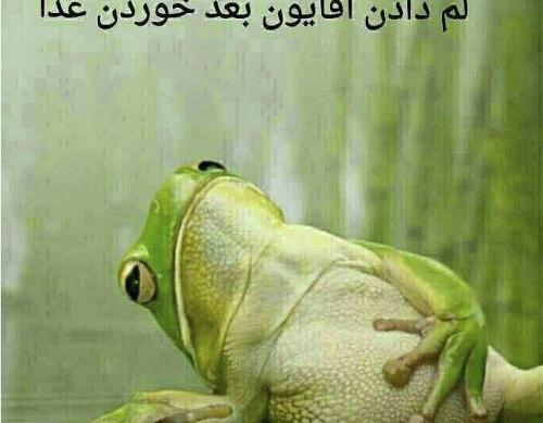 عکس های قورباغه خنده دار