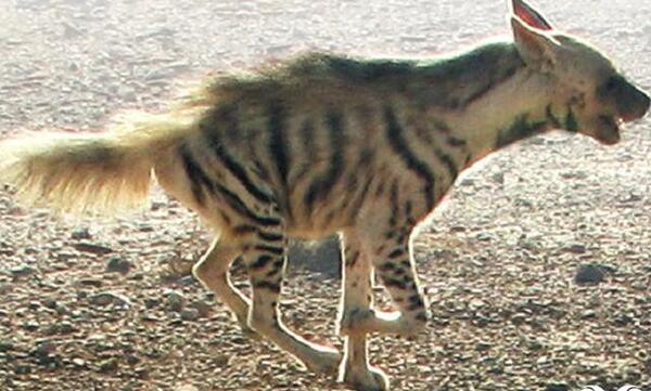 عکس خنده ی کفتار